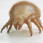 Carpet cleaning services in Bismarck to reduce dust mites